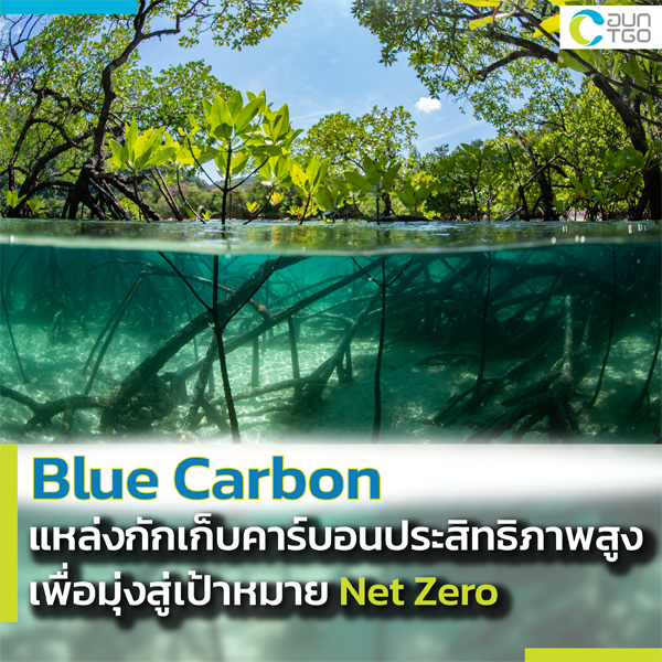 Blue Carbon: a Powerful Carbon Sink Gaining Attention in the Race Towards Net Zero